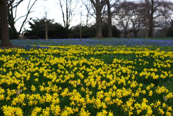 Thousands of daffodils growing in a field, with purple flowers in patches behind them. 